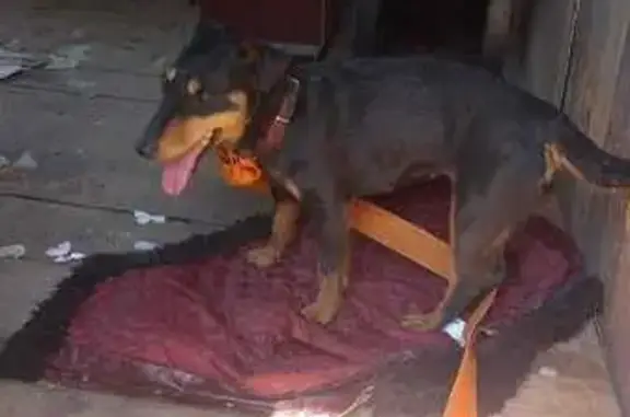 Найдена собака, Маслово, 70К-246