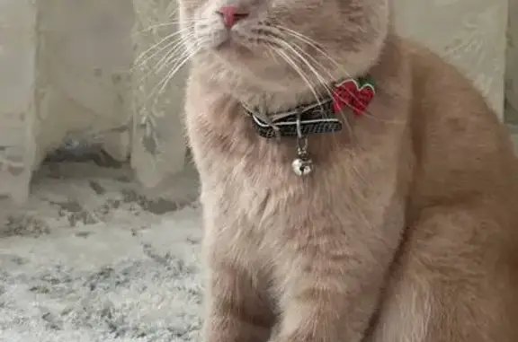 Пропала кошка, Учтепа, махалля Хасанбой