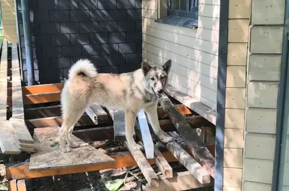 Найдена собака в МО: дружелюбная девочка