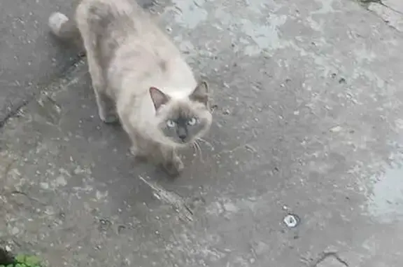 Найдена кошка, Тверь, фото: Найдена кошка, Тверь, б-р Цанова, 3