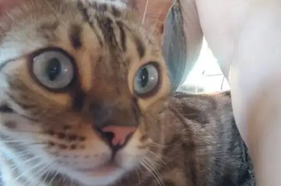 Кошка найдена: Лесная ул., Отрадное