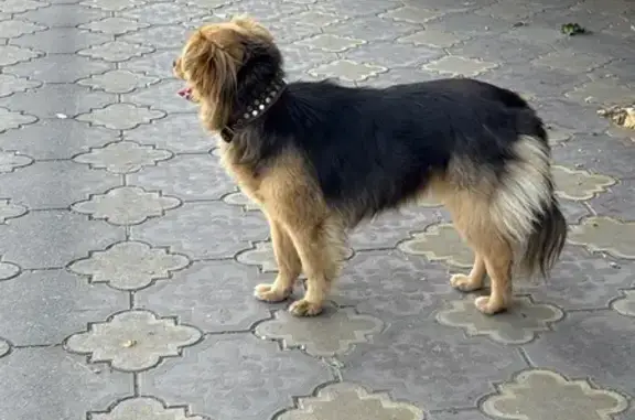 Собака с ошейником на ул. Чапаева, Владикавказ