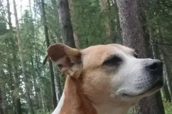 Найдена собака, Верхний Тагил, фото: Найдена собака, Строительная 86, В. Тагил