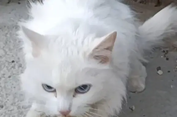 Найдена кошка, Екатеринбург, фото: Кошка найдена, ул. Саввы Белых, 16