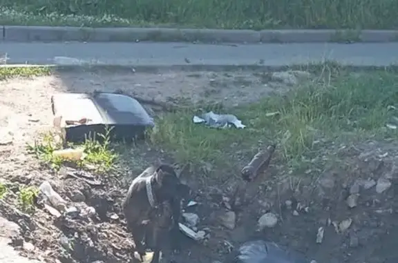 Питбуль найден: Льняная ул., 3, Кострома