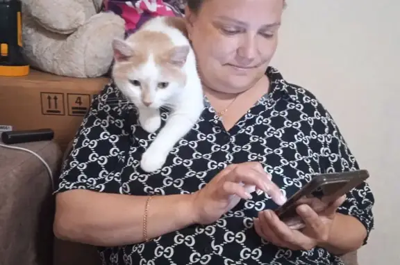 Кошки потеряшки, Омск, фото: Потеряшка кошка, ул. Рокоссовского, 28