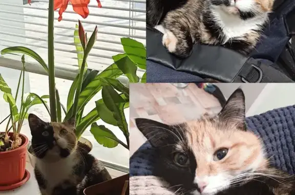 Кошки потеряшки, Нарьян-Мар, фото: Потеряшка трехцветная кошка, Ленина 46