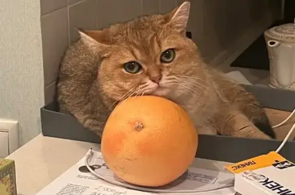 Пропала кошка, Весёлая ул., 2, Таруса