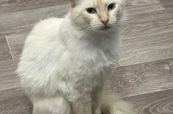 Пропала кошка Юки, ул. Калинина, 11