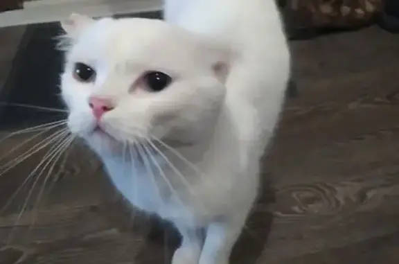 Кошка найдена: Коммунальная ул, 7, Омск