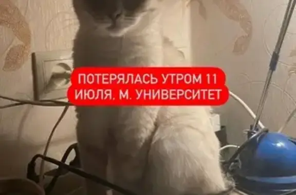 Пропала кошка у Ломоносовского, 15, Москва