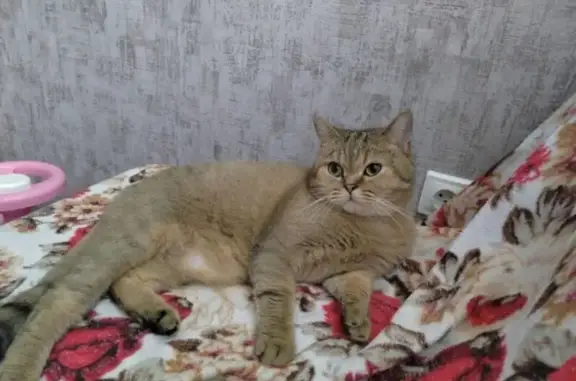 Пропала кошка Хантер, Дачная ул., Алапаевск