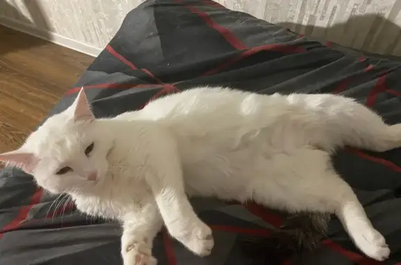 Кошки потеряшки, Уфа, фото: Потеряшка кошка, Уфа, ул. Блюхера, 36