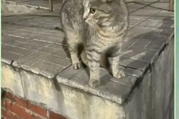 Найдена кошка, Казань, Стадионная 7