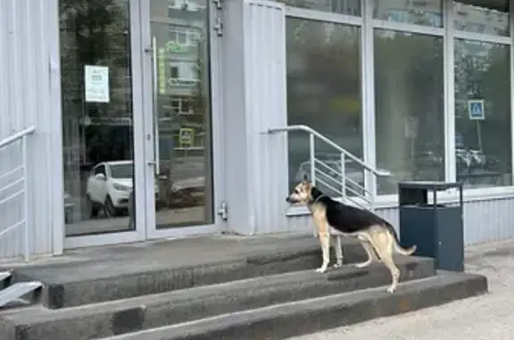 Найдена собака, Барнаул, фото: Собака найдена: Комсомольский пр. 87, Барнаул