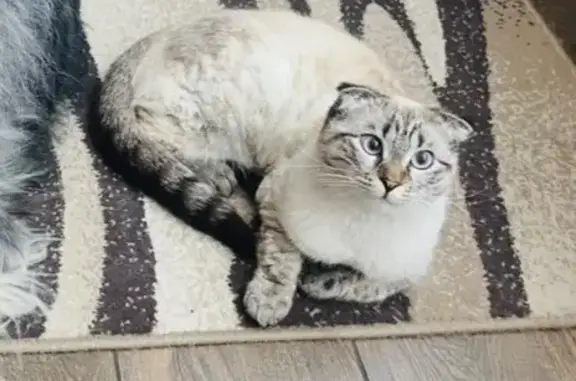 Пропала кошка, Обрывной пер., 15, Майкоп