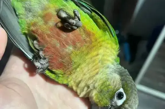 Пропал попугай, Советский, Волгоградская обл.