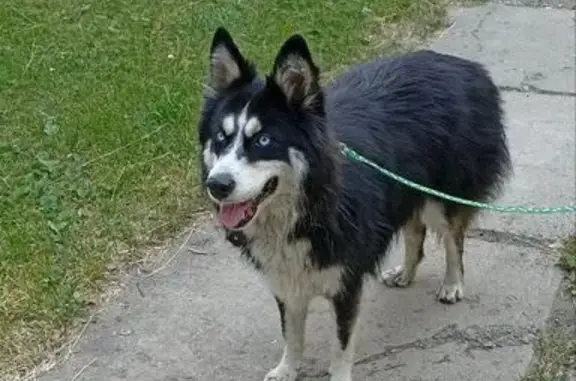 Собака найдена, ул. 50, Красноярск