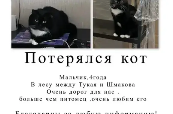 Пропала кошка, ул. Тукая 13, Челябинск