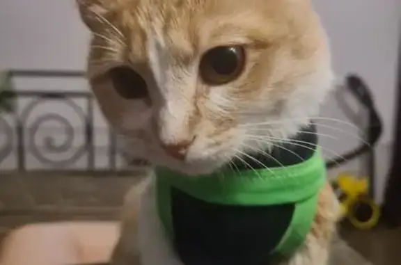 Кошки потеряшки, Московская область, фото: Потеряшка кошка, 121, МО