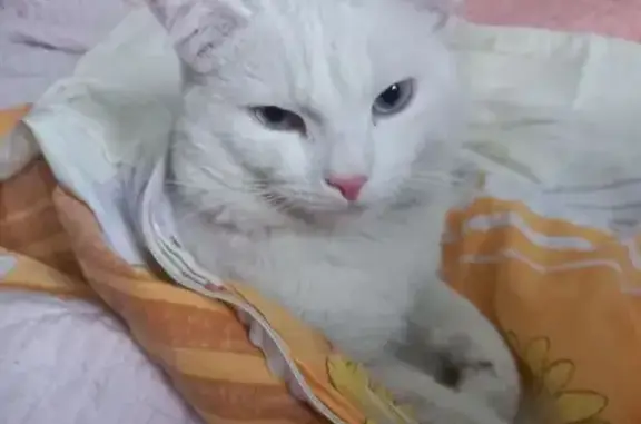 Кошки потеряшки, Усть-Кут, фото: Потеряшка кошка, ул. Котовского, Усть-Кут