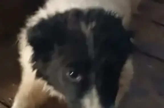 Найдена собака, Камышловский городской округ, фото: Собака найдена: ул. Красных Орлов, 99