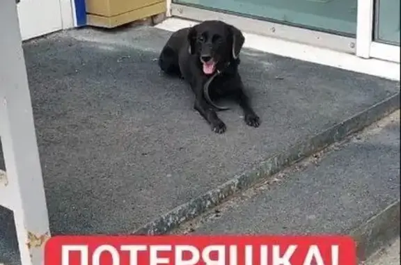 Собака найдена на Марковцева, 10, Кемерово