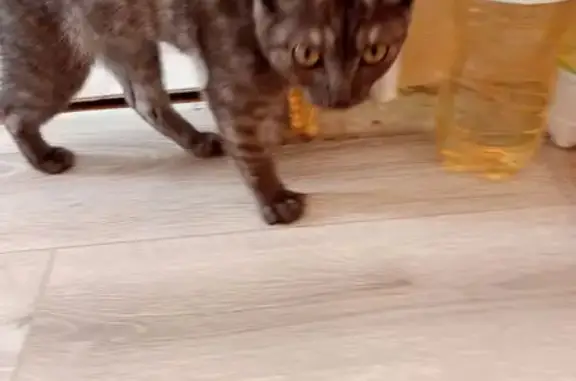 Найденные животные Нижний Тагил, фото: Кошка найдена: Лебяжинская 22, Н. Тагил