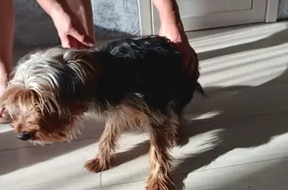 Найдена собака, Чита, фото: Найден йоркширский терьер, Майская 22, Чита