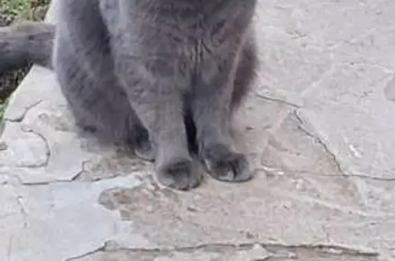 Кошка найдена: 1-й Тракторный, 27, Ижевск