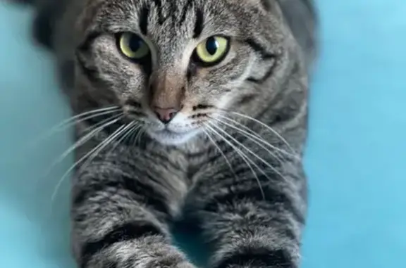 Кошки потеряшки, Самарская область, фото: Потеряшка кошка в Кинеле, Самарская область