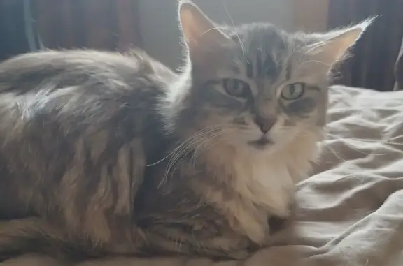 Объявления о пропавших и найденных животных, Москва, фото: Пропала кошка, Изюмская ул. 39 к2, Москва