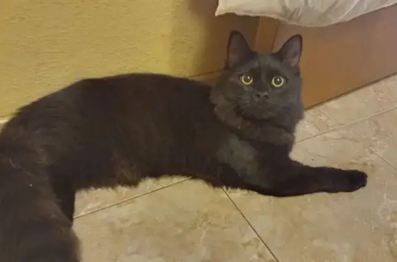 Кошка найдена: ул. Плеханова, 132, Тула