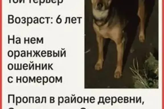 Пропала собака