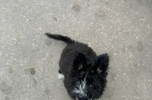 Найдена собака, Кстово, фото: Собака найдена: Нагорный пер., 65, Кстово