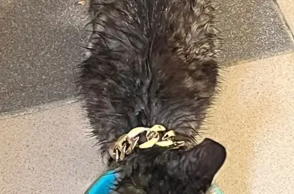 Найдена кошка, Белокуриха, фото: Кошка найдена: Братская ул., 2, Белокуриха