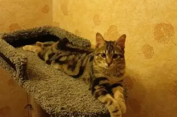 Пропала кошка, Люберцы