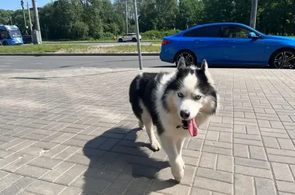 Собака найдена: пр. Ветеранов, СПб