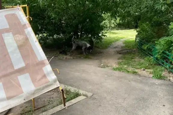 Найдена собака, Лесной Городок, фото: Собака найдена, Центр. ул., 57, Лесной