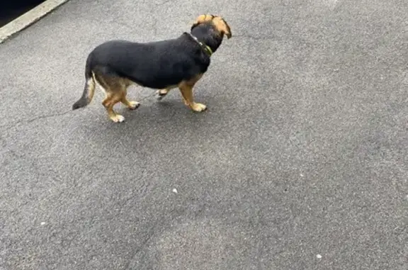 Собака найдена: Генерала Челнокова, 18Б