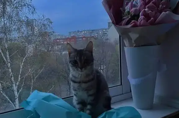 Пропала кошка, ул. Захаренко, 2, Челябинск