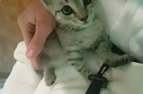 Котенок найден на Вересаева, 3, Тула