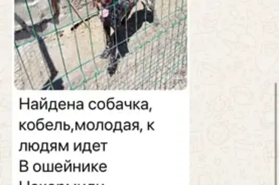 Найдена собака, Ростовская область, фото: Собака найдена: Новочеркасск, Ростовская обл.