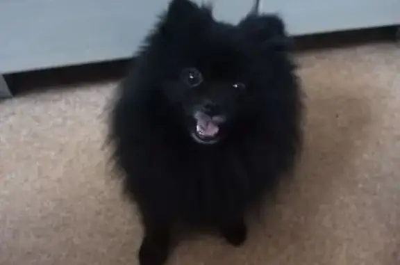 Собаки потеряшки, Нижний Тагил, фото: Потеряшка черная собака, Нижний Тагил