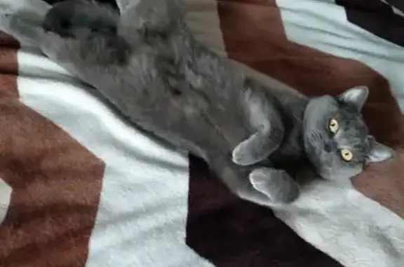 Кошки потеряшки, , фото: Потеряшка кошка, Советская 25, Зуи