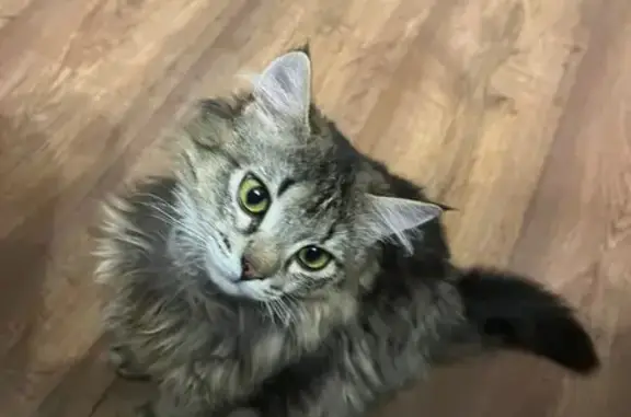 Пропала кошка Яша, Полевая 4Б, Оренбург