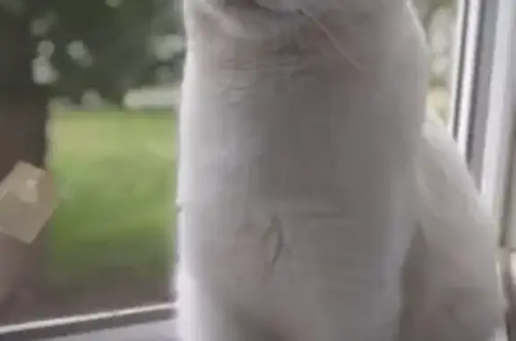 Пропала кошка, ул. Карла Маркса, 58