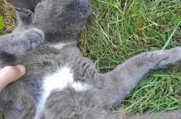 Найдена кошка, Тульская область, фото: Кошка найдена в Левобережном, Тульская обл.