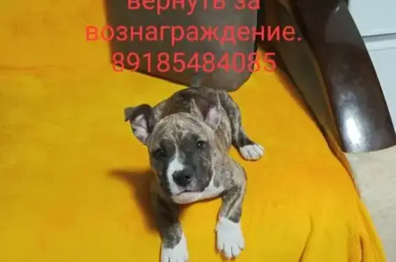 Пропал щенок, 14-я линия, Ростов-на-Дону