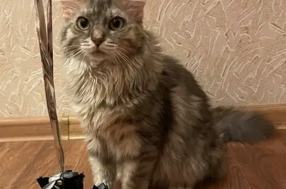 Пропала кошка на Челюскинцев, 2А, Пермь